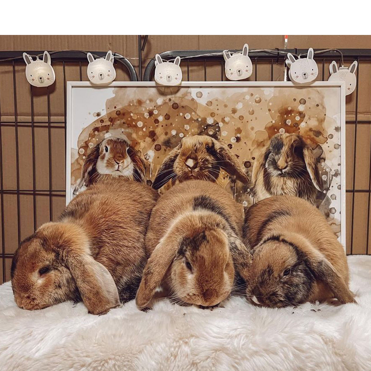 Tierportrait Meerschweinchen